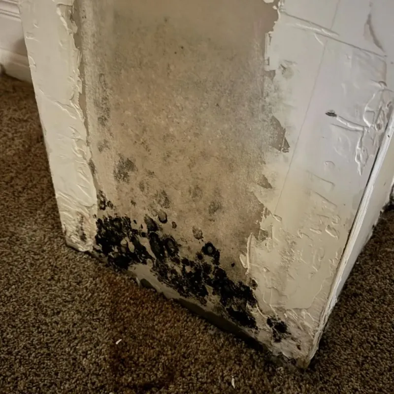 Professional Mold Removal in Cambridge, WI